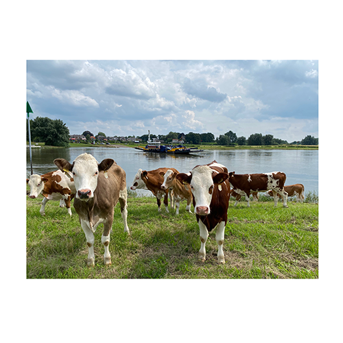 Koeien langs de IJssel